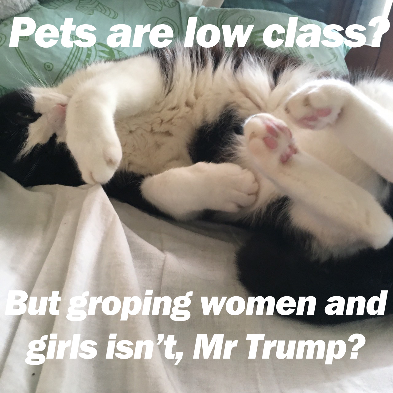 A question from my cat to Donald Trump