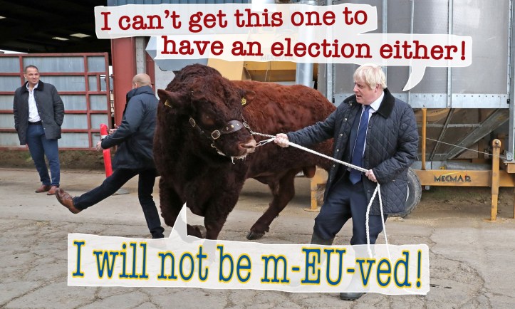 brexit bull not moved_3678